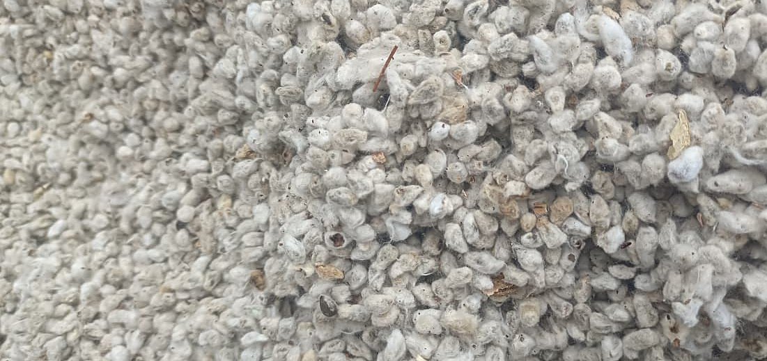 Premium Cotton Seed — asli binola